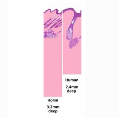 Figure 1. A piece of horse and human skin side by side, showing a comparison of depth. The pink area shows the collagen (dermis), and the thin purple area at the top is the epidermis, where most of the painsensing nerve fibres are found.