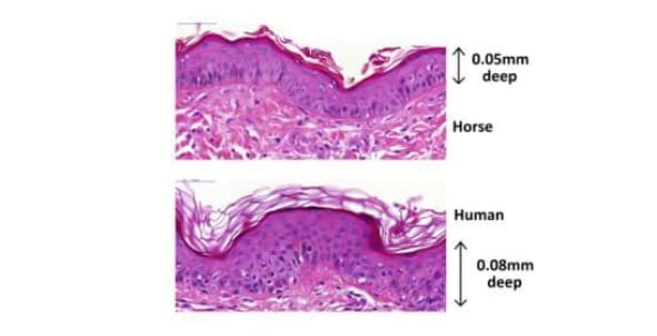 Figure 2. A close up of the very top layer of the skin (epidermis) where the sensitive pain sensing nerve fibres end. The human epidermis is thicker than the horse epidermis, so there are more cells lying on top of the nerve endings.