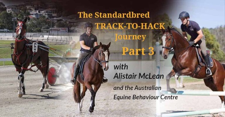 The Standardbred’s Track-to-Hack Journey Part 3: Backing