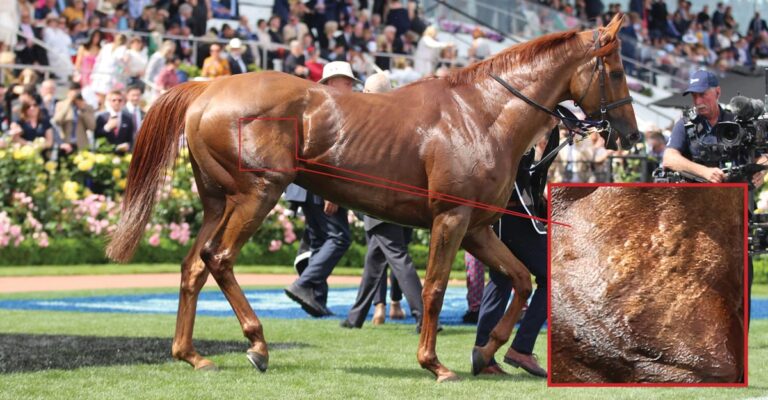 Whip Welts on Melbourne Cup Winner