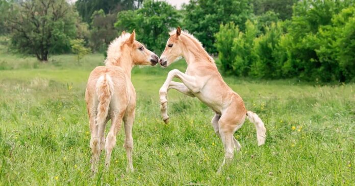 Two palomino foals playing in a meadow. The more they play the stronger the bones they will develop. Playtime Builds a Foal's Bones
