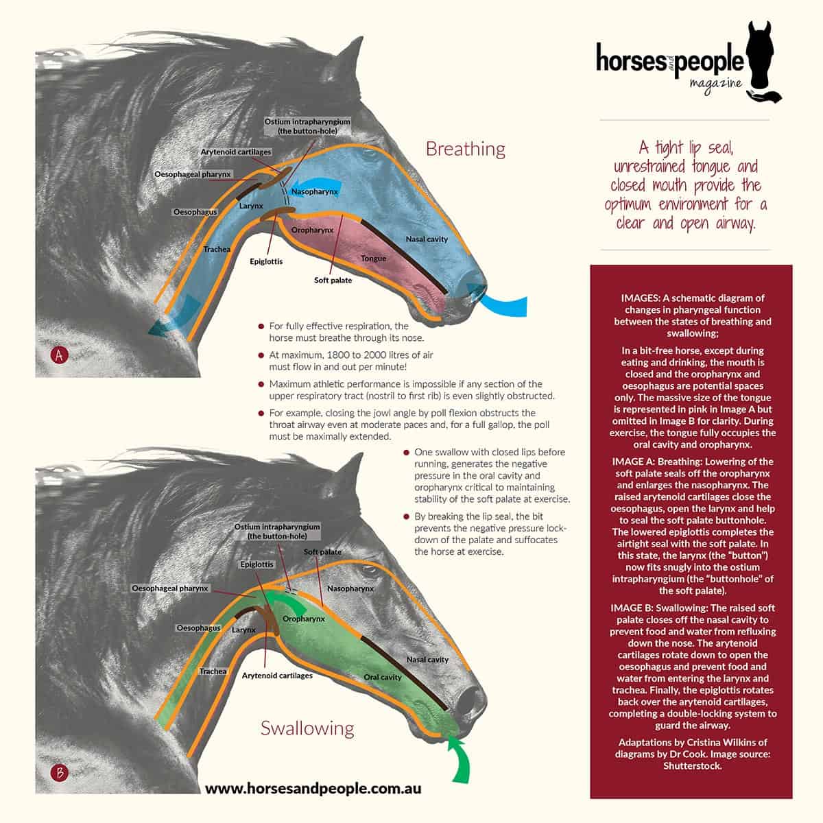 A schematic diagram of changes in pharyngeal function between the states of breathing and swallowing;