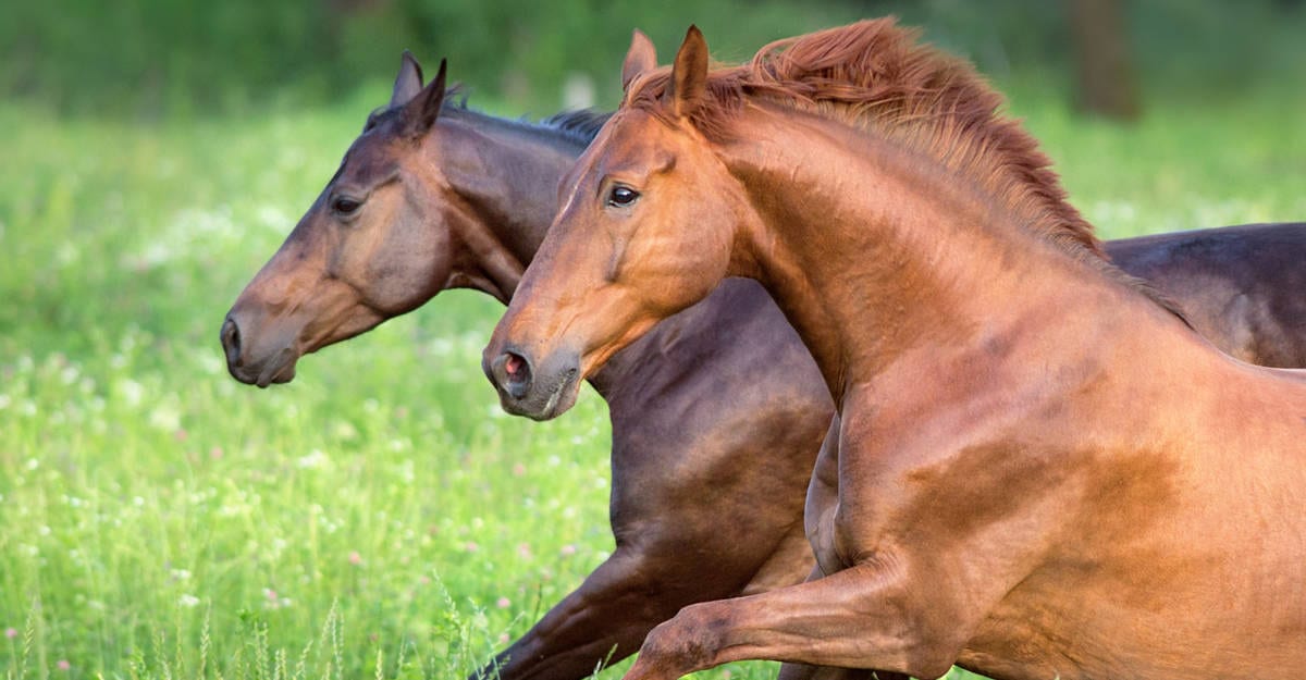Two horses running free, with a closed mouth and tight lip seal. 