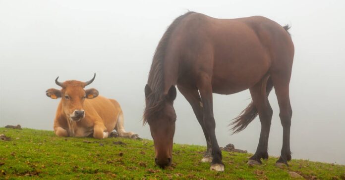 cross grazing shutterstock cross-grazing benefits. cross grazing horses and cattle helps manage parasitic worms on horse breeding farms