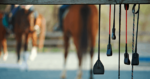 Whips hanging from a fence with horses in the background. Whip use in equestrian sport