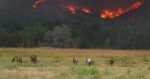 Bushfires in the hills behind a herd of horses. Help for Australian bushfires