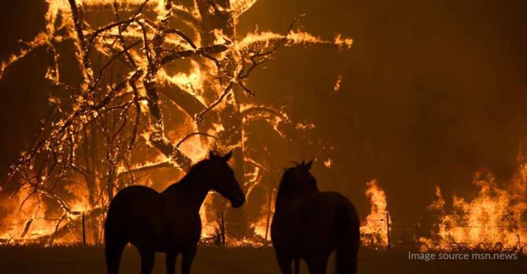 Architects Offer Free Aid to Bushfire Victims