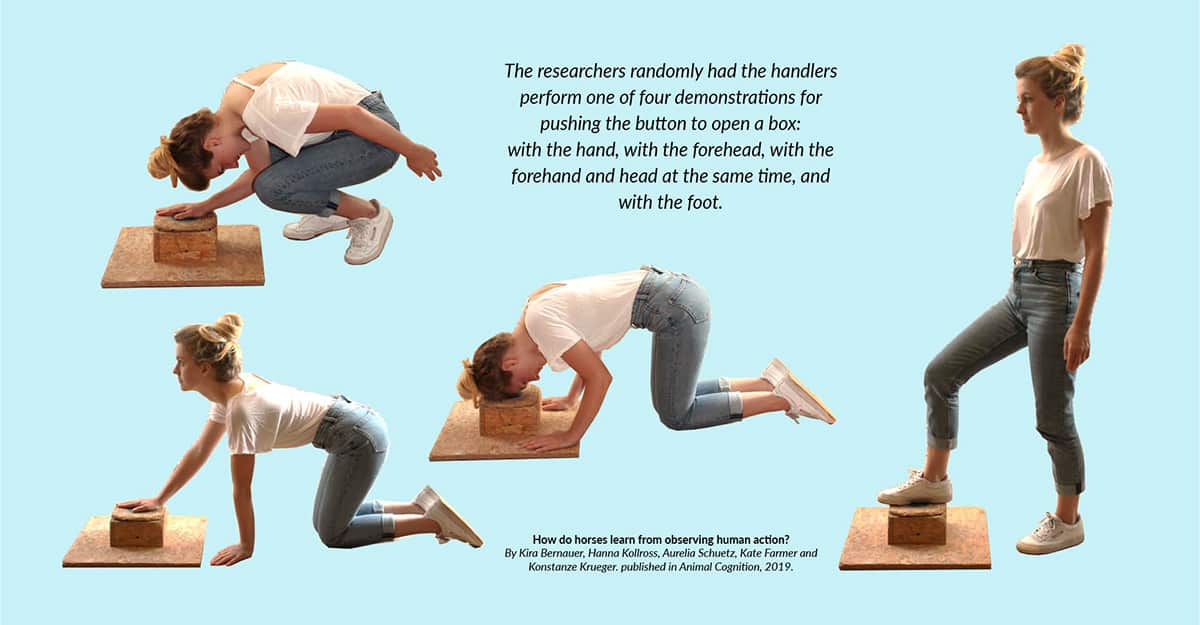 handlers perform one of four demonstrations for pushing the button: with the hand, with the forehead, with the forehand and head at the same time, and with the foot