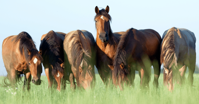 National Horse Register a Step Closer