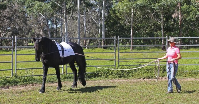 Longreining feature image Kate Fenner long-reining Friesian horse. Long-reining