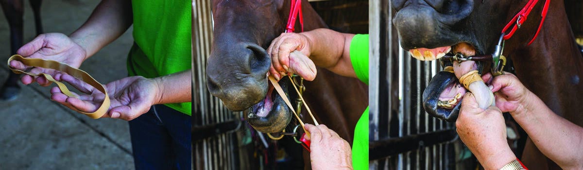 A series of images describing how a tongue tie is fitted.