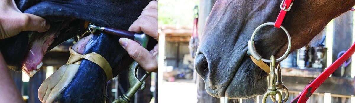 Fitting a tongue tie