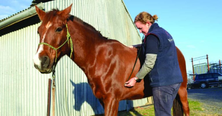 Pre-purchase Veterinary Exam