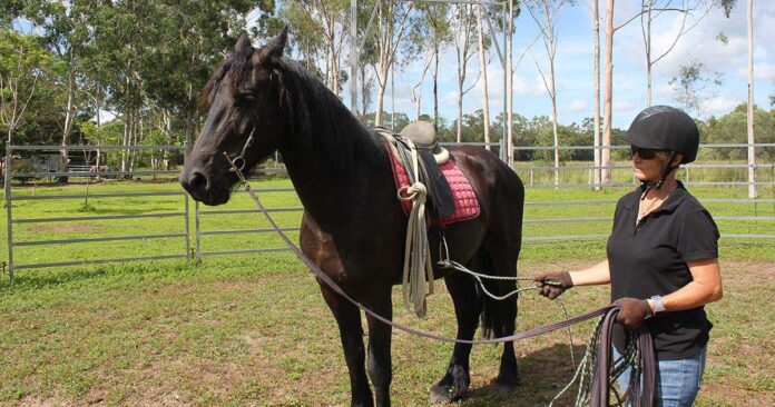 Kate Fenner with saddled Friesian horse. First saddle.
