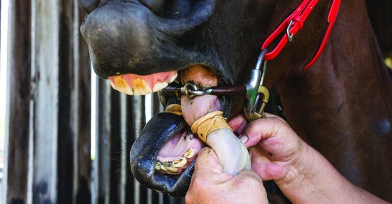 Racing Australia to ban stocking-style tongue ties