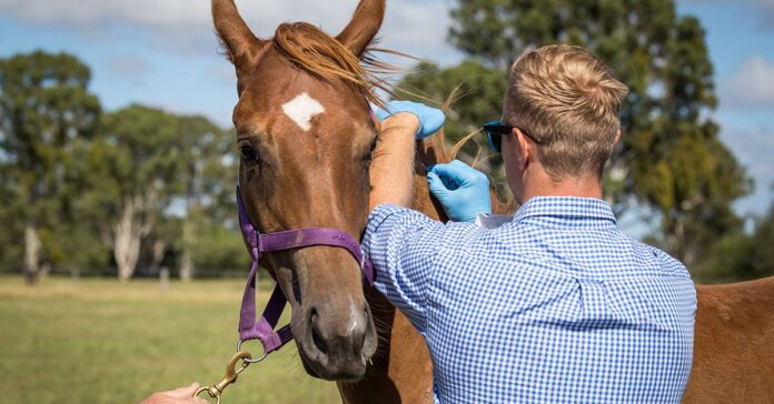 A veterinarian inserts a microchip into a young chestnut horse. Recognising stress in horses.
