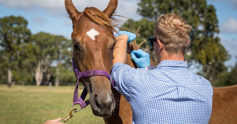 The Challenges of Recognising Stress in Horses