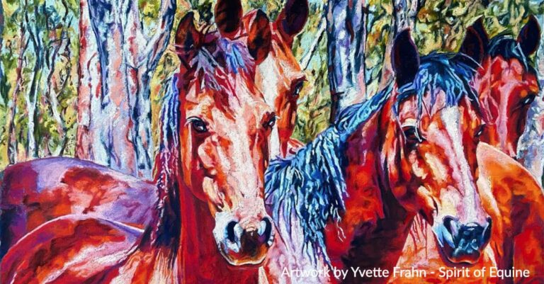 Barmah Brumbies: Admired or Despised