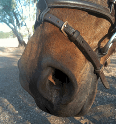 A horse showing signs of nostril flaring