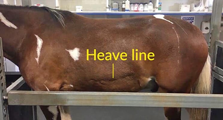 A heave line can be a sign of equine asthma