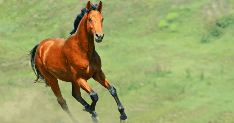Racing Australia and Equestrian Victoria Collaborate to Improve Horse Traceability