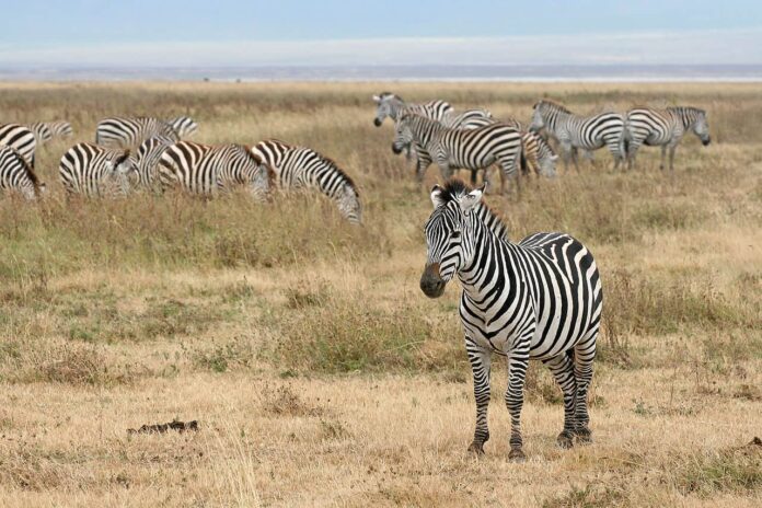 Zebras_Ngorongoro_Crater wikimedia commons African horse sickness (AHS) is a highly infectious and deadly disease. It affects horses, mules, and donkeys. Zebras carry the disease but are rarely affected.