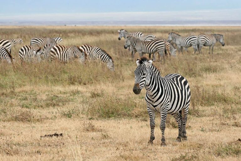 What is African Horse Sickness?