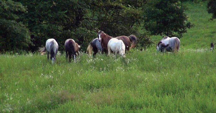 Free on pasture in summer Ponies free on pasture in summer. Managing horses in family groups.