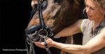 Bit fitting consultants offer a bit more choice and a holistic and welfare-centered approach to bit and bridle fitting. Bit Fit