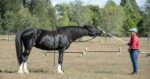 Target training - woman using clicker training to train stretches with black horse. For core strength