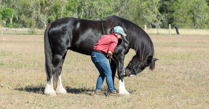 Target Stretch low Target training - woman using clicker training to train stretches with black horse. Neck Stretch