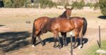 Weaning strategy. When is the best time to wean? Mare nursing adult offspring.