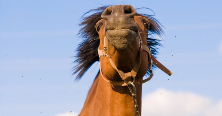 Is Your Horse in the Mood to Learn?
