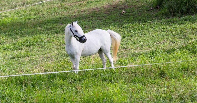 Seven tips to manage your horse’s weight