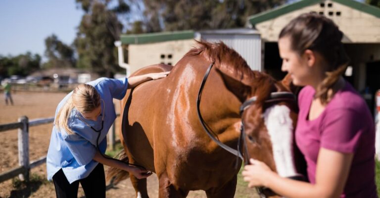 Fast Referral Gives Horses The Best Chance For Surviving Colic