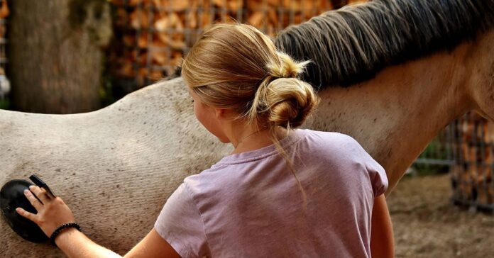 Horse owner brushing her horse Researchers around the world have teamed up to determine the impact of the COVID-19 pandemic on horse owners and their animals.