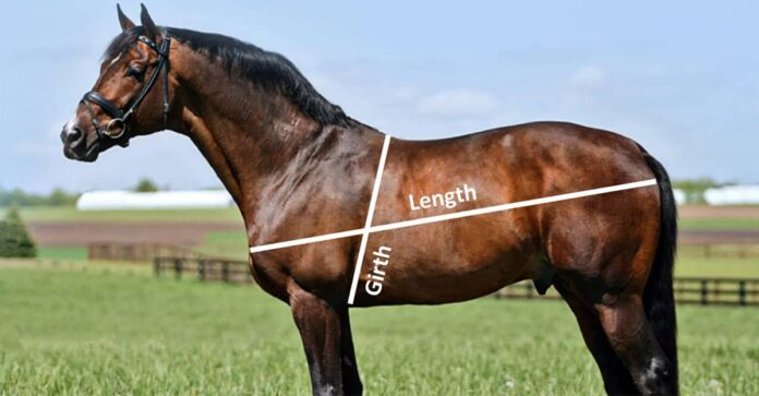 Horse weight calculator measurement diagram
