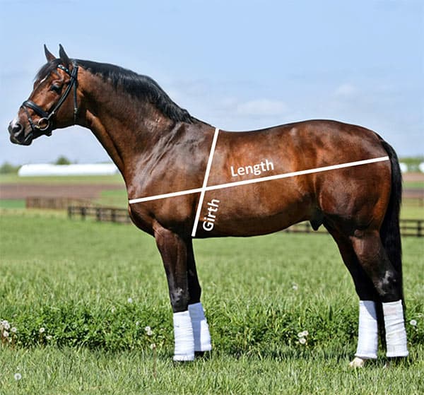 horse weight calculator measurement diagram