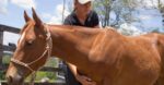 Dr Lena Clifford is a Memeber of the International Veterinary Chiropractic Association