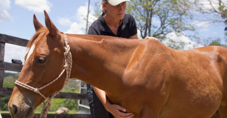 The Modern Horse Chiropractic