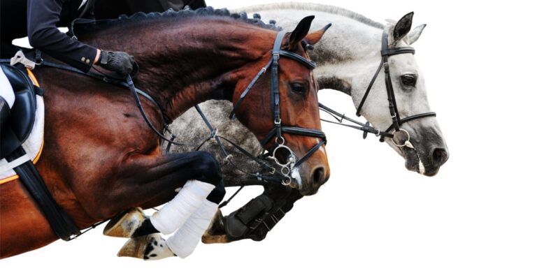 Upper Respiratory Disease and Equine Herpes Virus