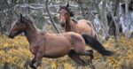 Brumby welfare assessment that is evidence based