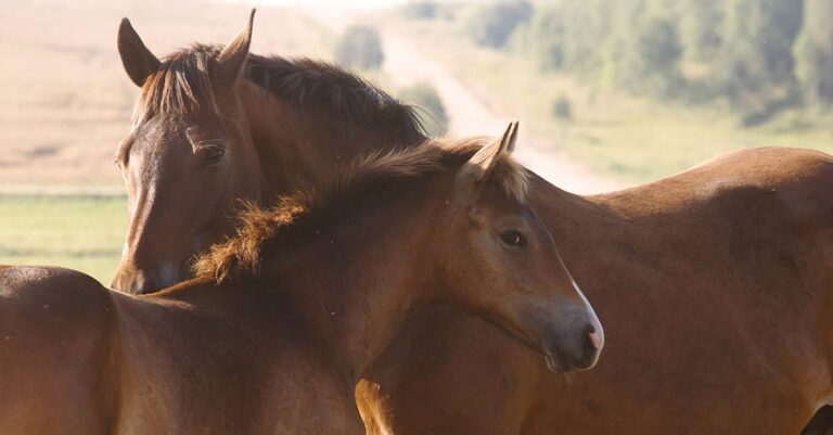 Novel Rotavirus Linked with Increased Foal Diarrhoea Cases in the USA