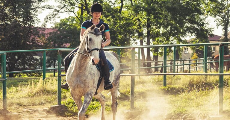 Growing Your Horse’s Window of Tolerance