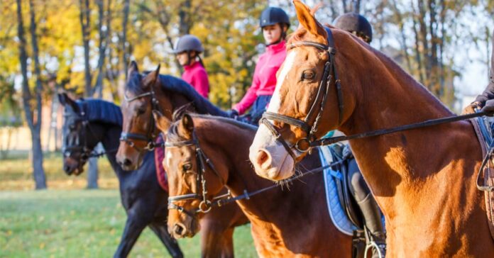 Nosebands on four horses riders using nosebands