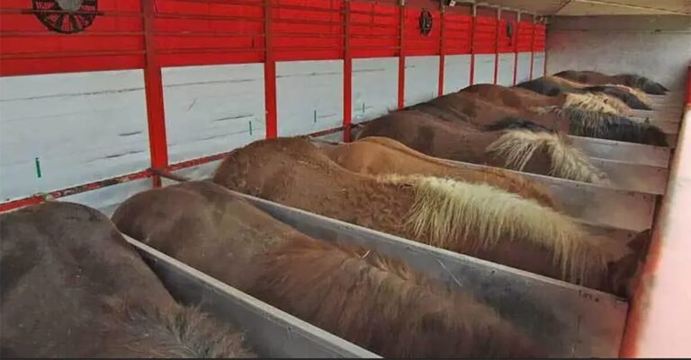 Improving the Welfare of Meat Horses Using Positive Reinforcement-Based Training for Self-Loading
