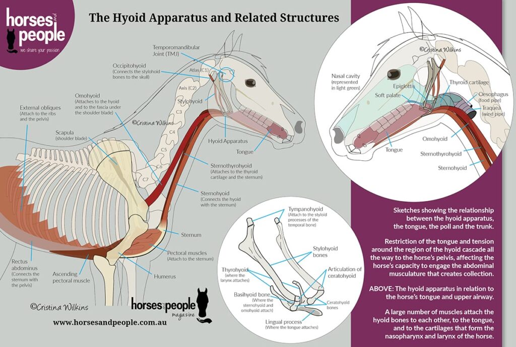 The equine hyoid and related structures