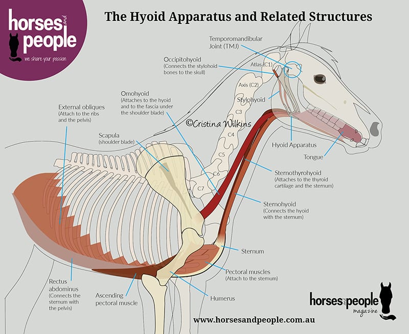 Equine hyoid apparatus and related structures