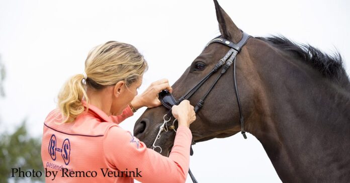 Check your noseband is not too tight ICPBC Tight nosebands are a shortcut to nowhere