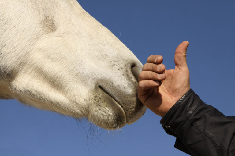 Can Horse People Get Along? Tips from Six Blind Men and an Elephant